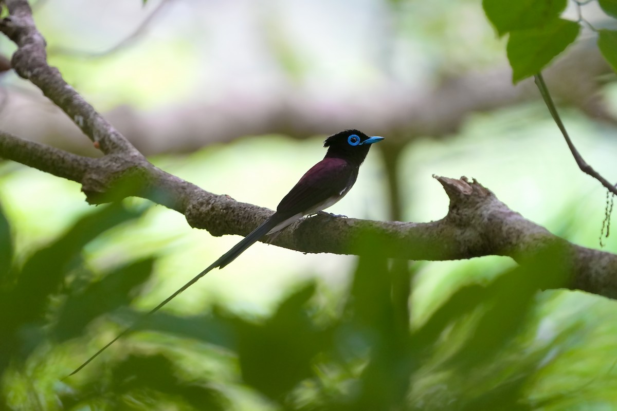 Black Paradise-Flycatcher - ML618021674