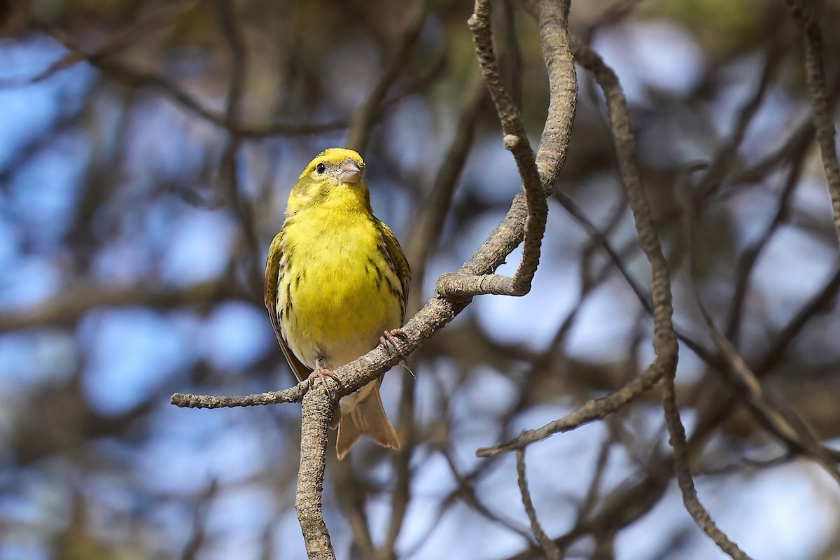 European Serin - Beata Milhano