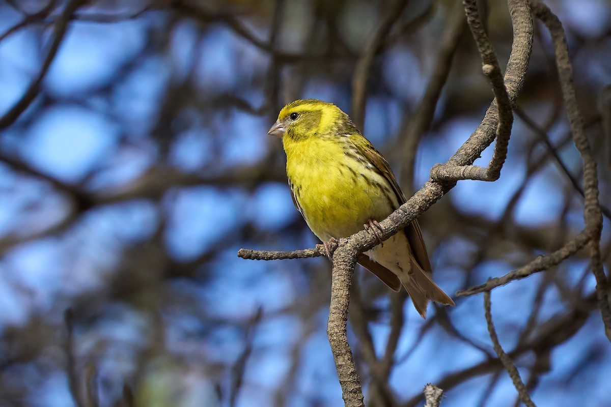 European Serin - ML618021678