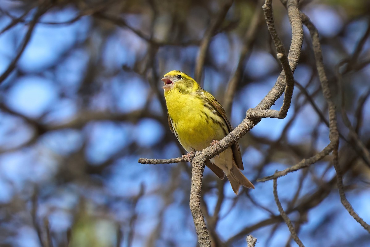 European Serin - Beata Milhano