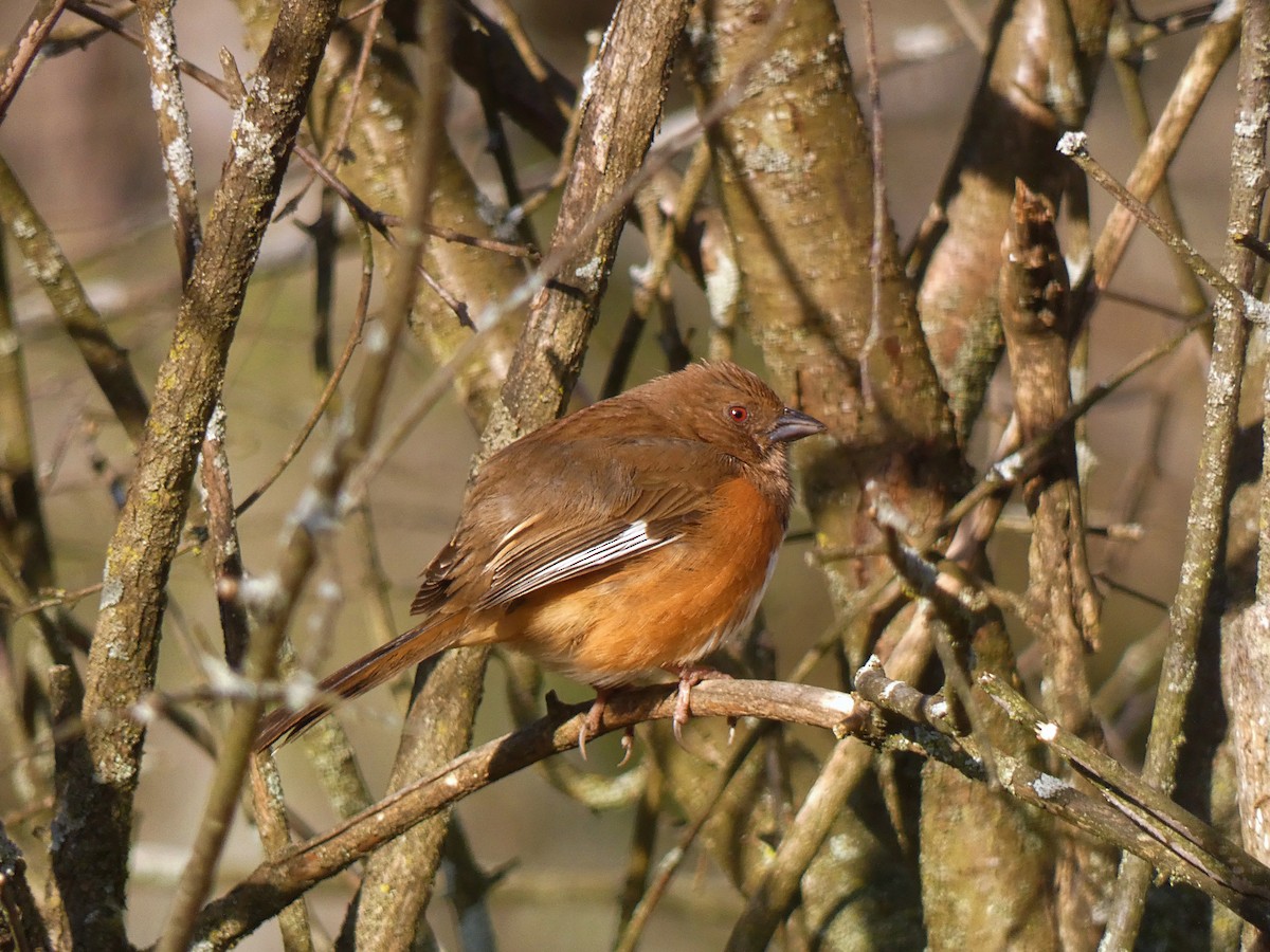 Eastern Towhee - ML618021681