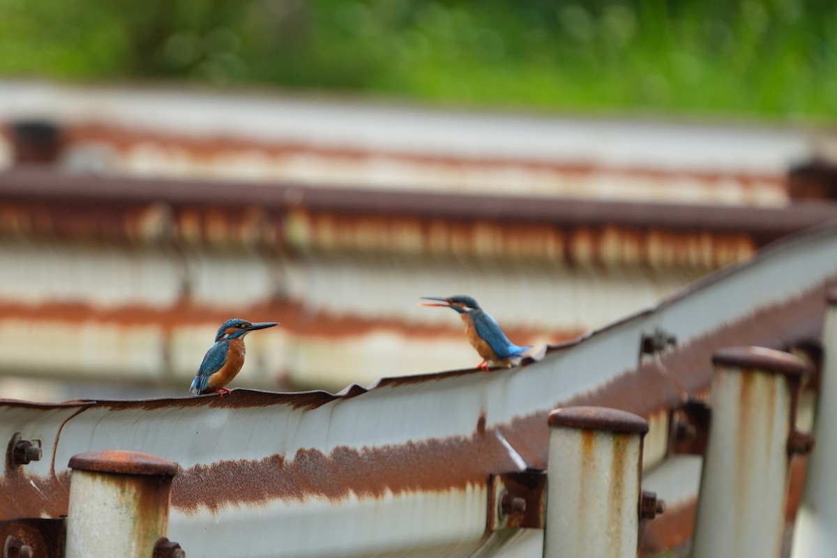 Common Kingfisher - Roman Lo