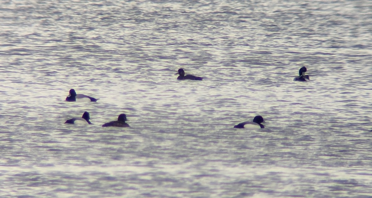 Greater Scaup - Matthew Tobey