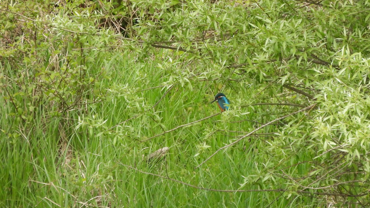 Common Kingfisher - Andy  Woodward