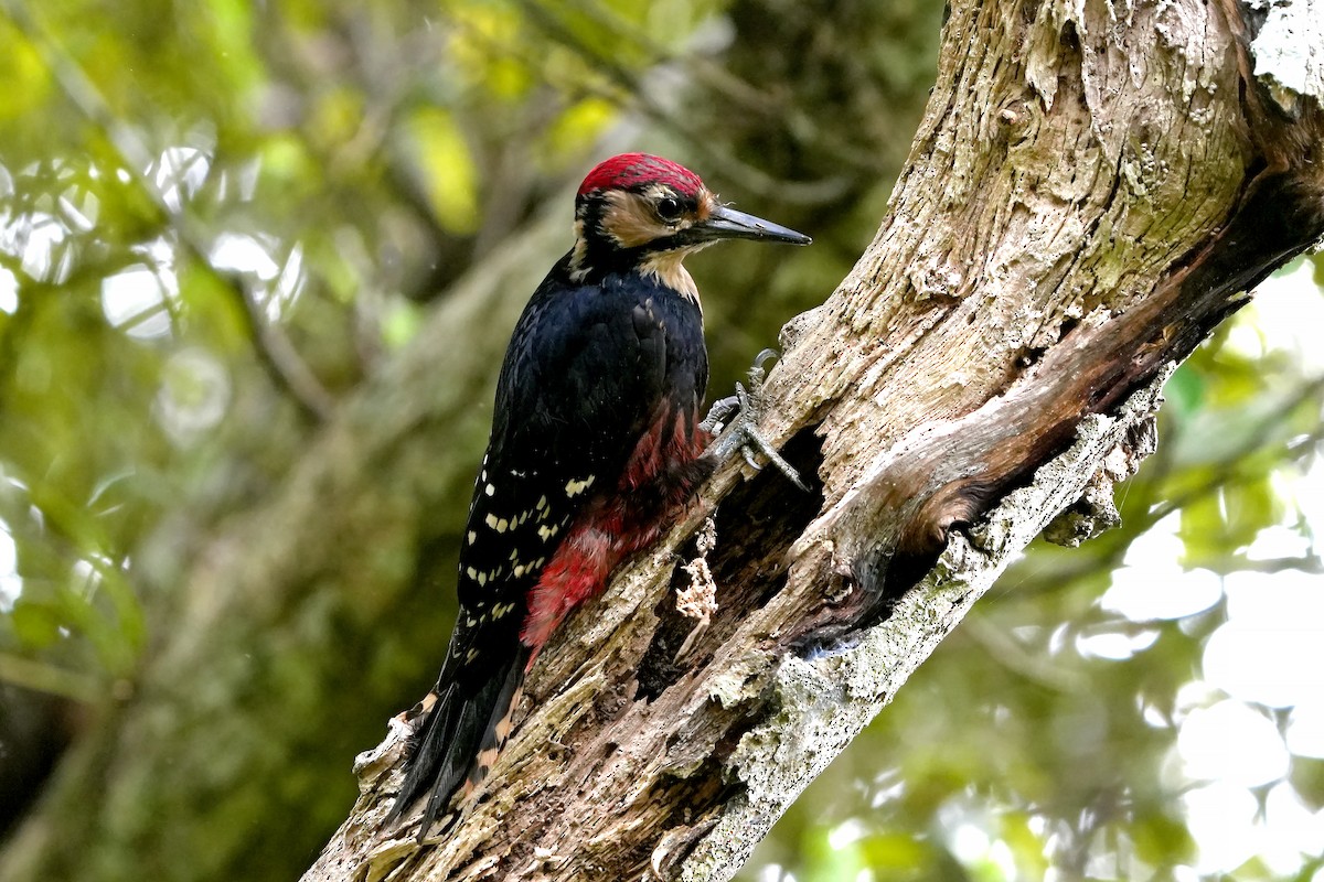 White-backed Woodpecker (Amami) - Roman Lo