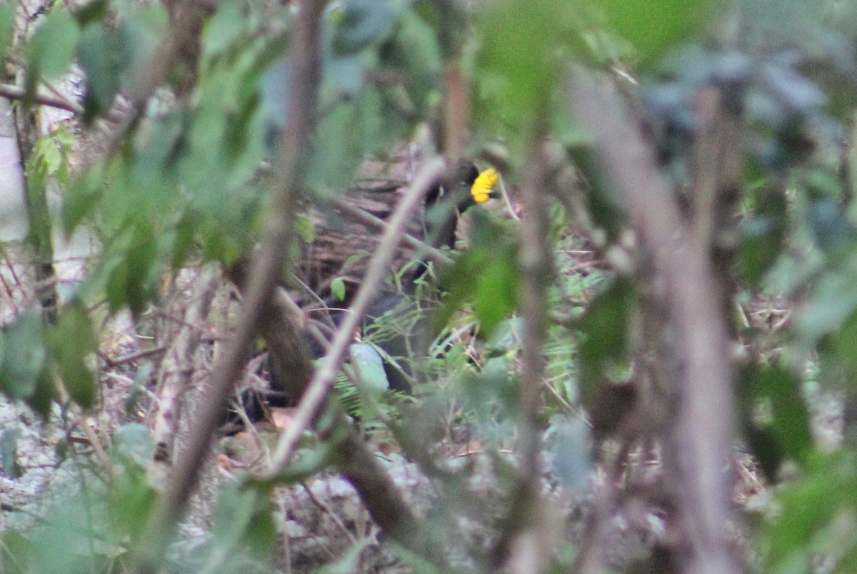 Yellow-knobbed Curassow - ML618021737