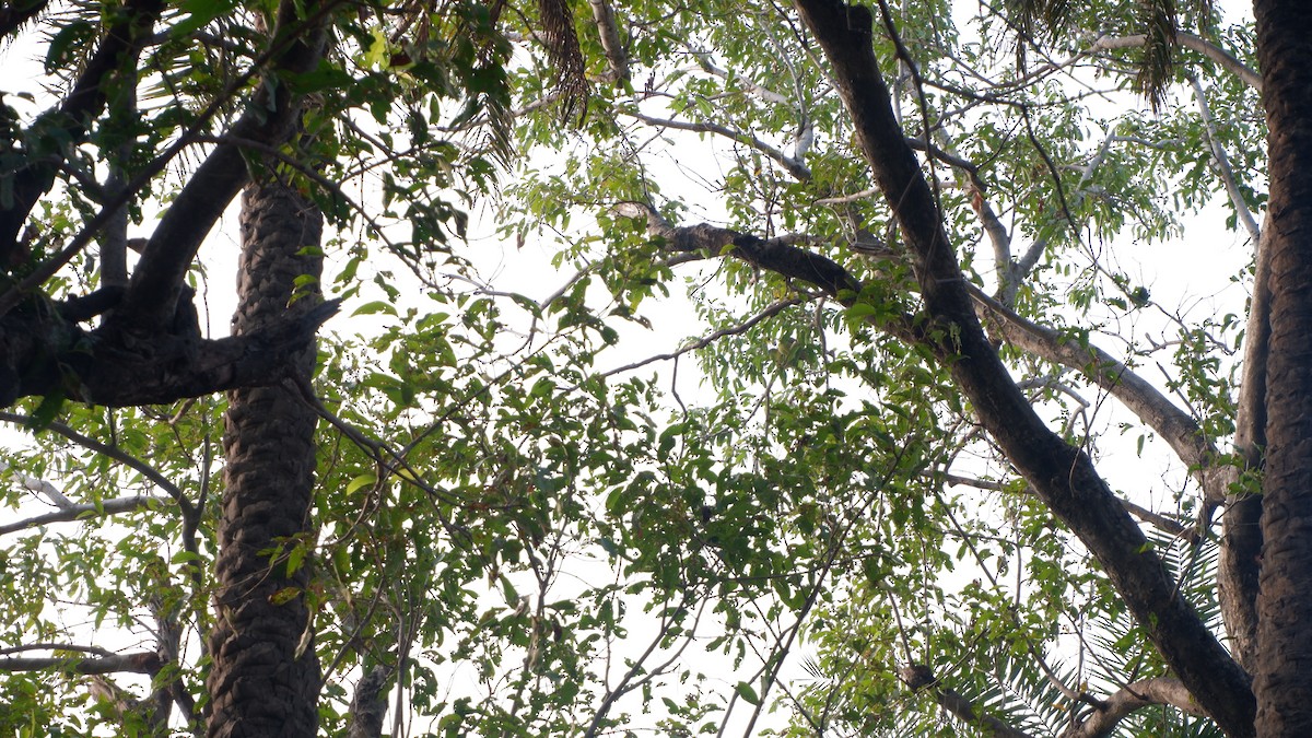 Yellow-footed Green-Pigeon - ML618021763