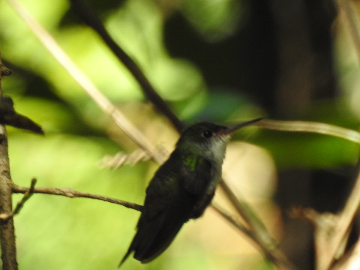 kolibřík helikóniový - ML618021803