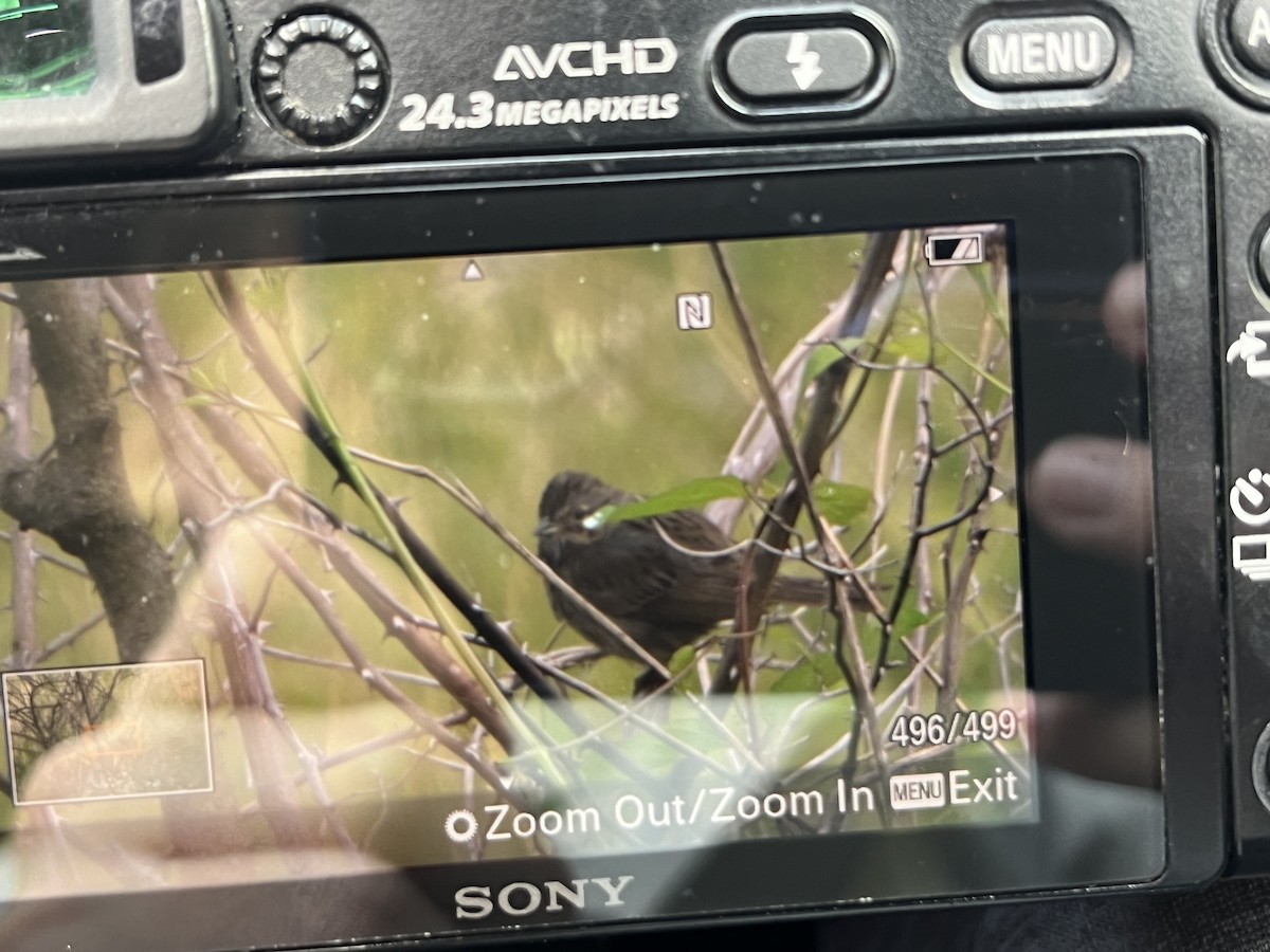 Lincoln's Sparrow - ML618021820