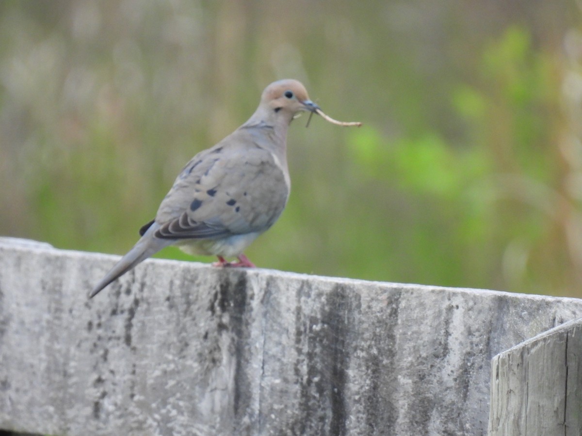 Mourning Dove - ML618021845