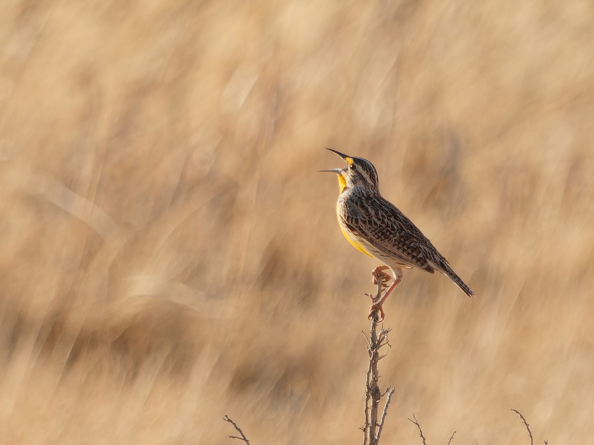 Western Meadowlark - Matthew Swoveland