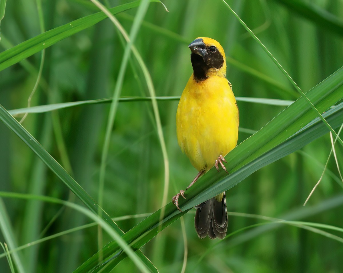 Asian Golden Weaver - Albert Noorlander