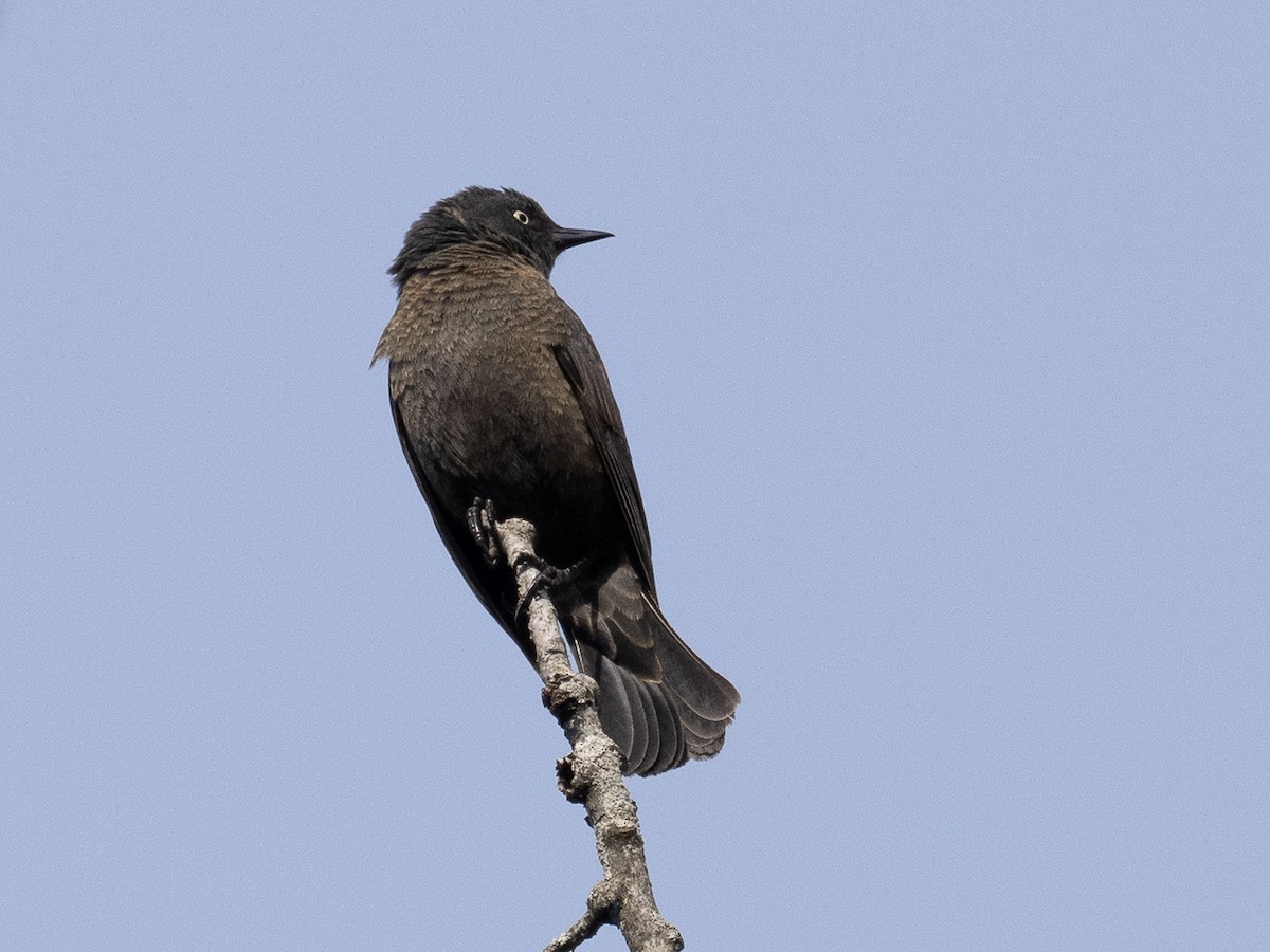 Rusty Blackbird - Chris Fischer