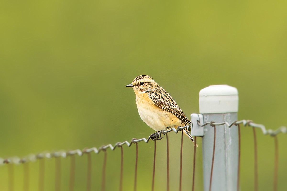 Whinchat - ML618021932