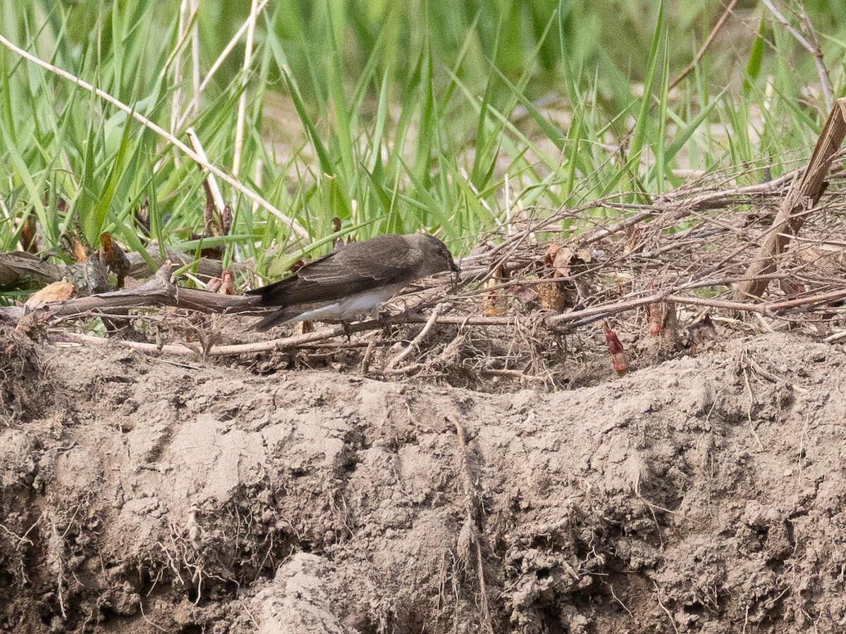 Northern Rough-winged Swallow - Chris Fischer