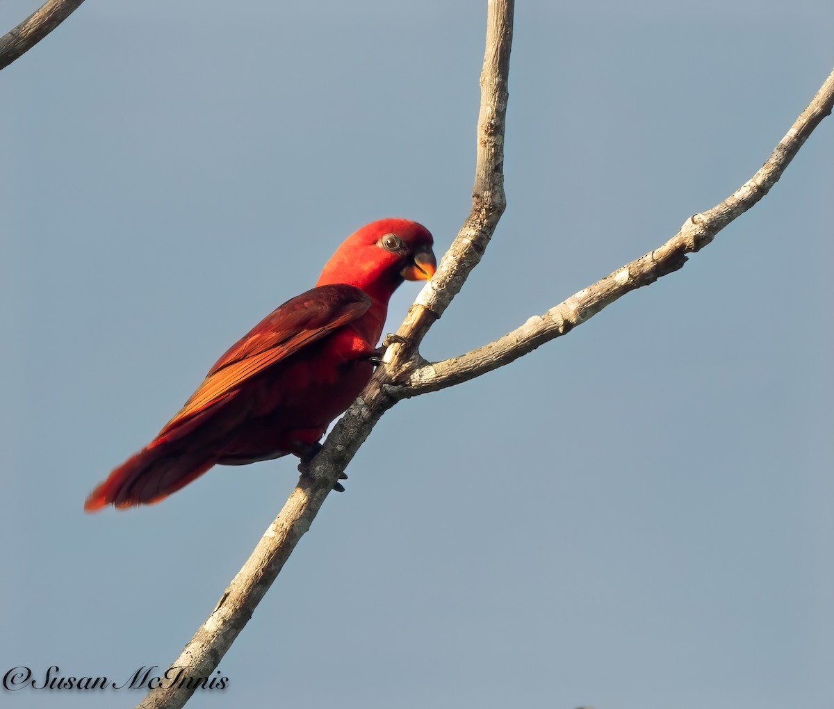 Cardinal Lory - ML618021944