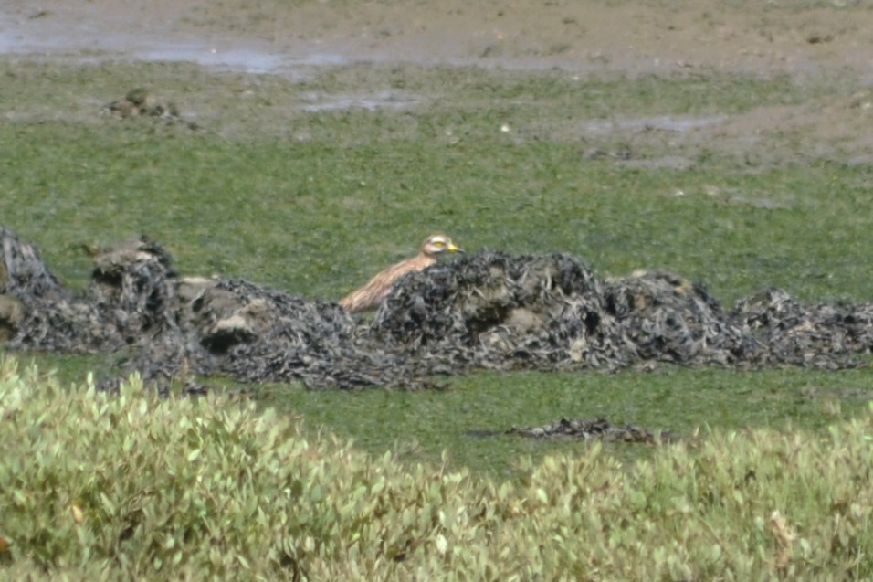 Eurasian Thick-knee - ML618022019