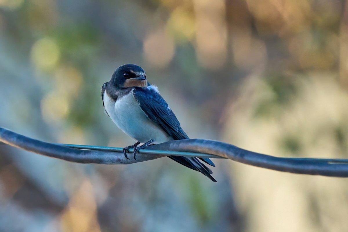 Barn Swallow - Beata Milhano