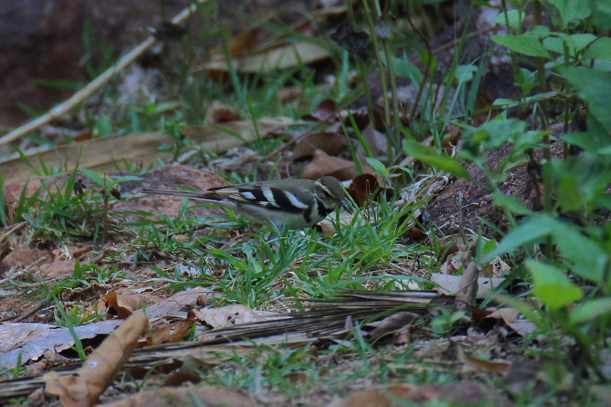 Forest Wagtail - Anshuman Sarkar