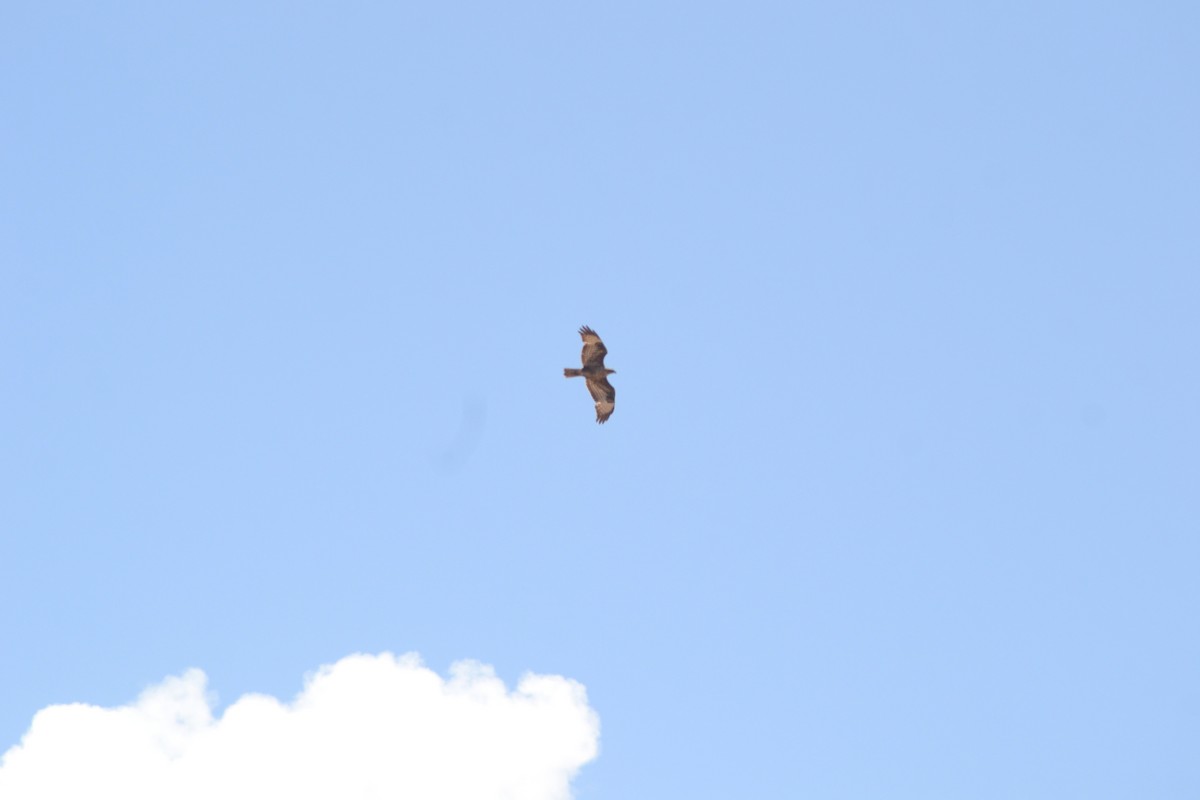 Common Buzzard - Paulo  Roncon