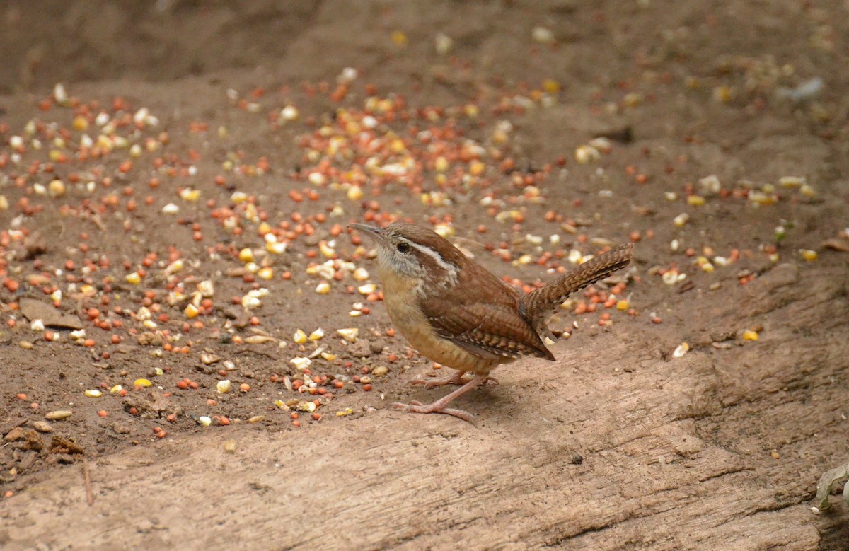 Carolina Wren - ML618022043