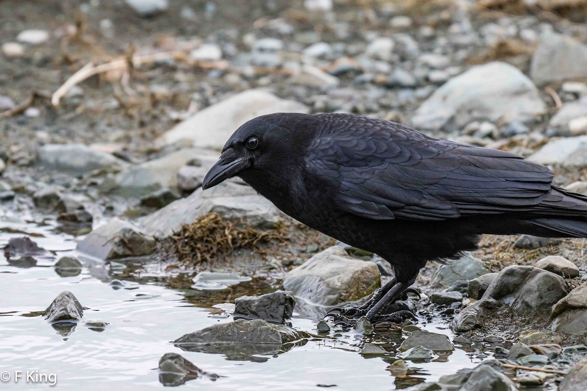 American Crow - ML618022061