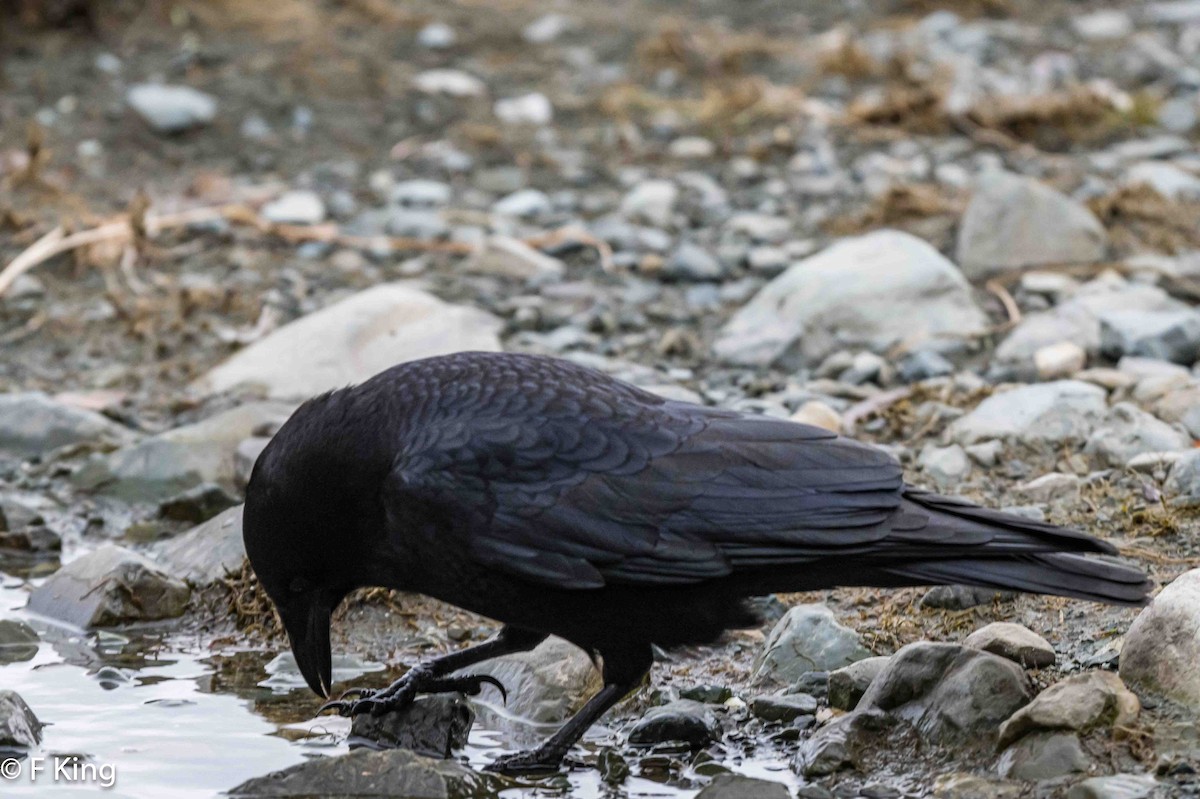 American Crow - ML618022062