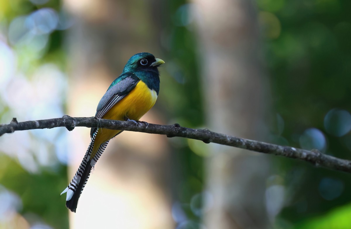 Northern Black-throated Trogon - Channa Jayasinghe