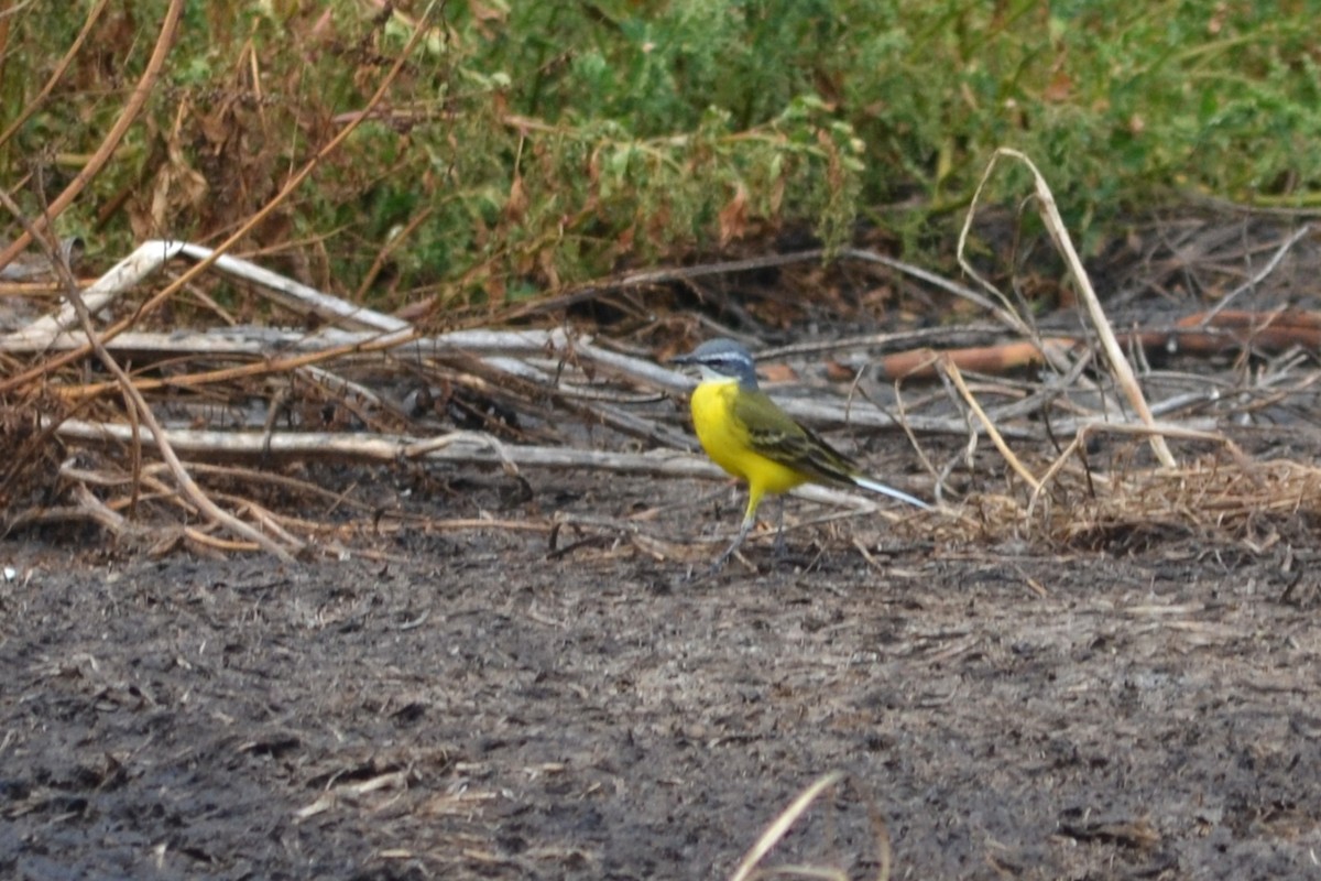 Western Yellow Wagtail - ML618022066