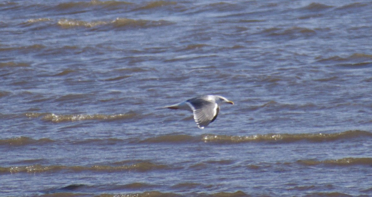 Lesser Black-backed Gull - ML618022076