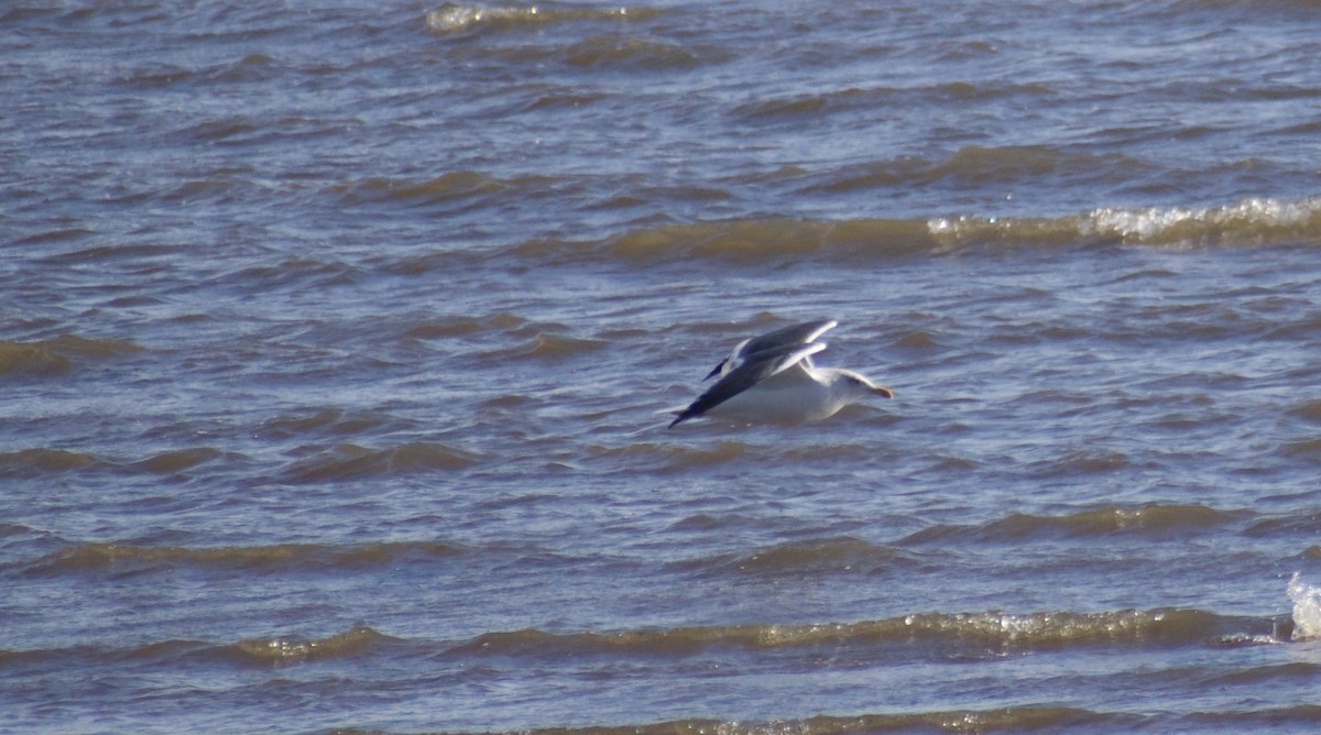 Lesser Black-backed Gull - ML618022077