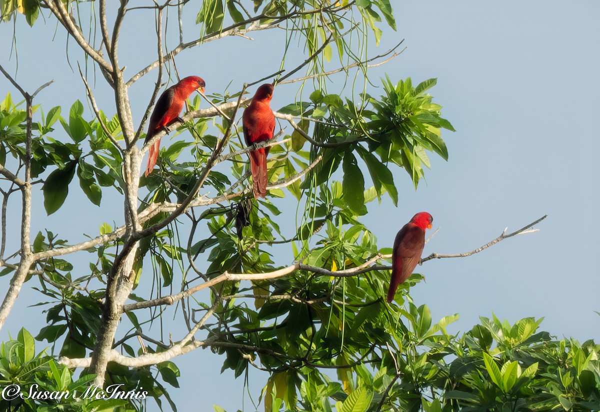 Cardinal Lory - ML618022083