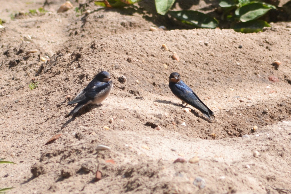 Barn Swallow - ML618022094