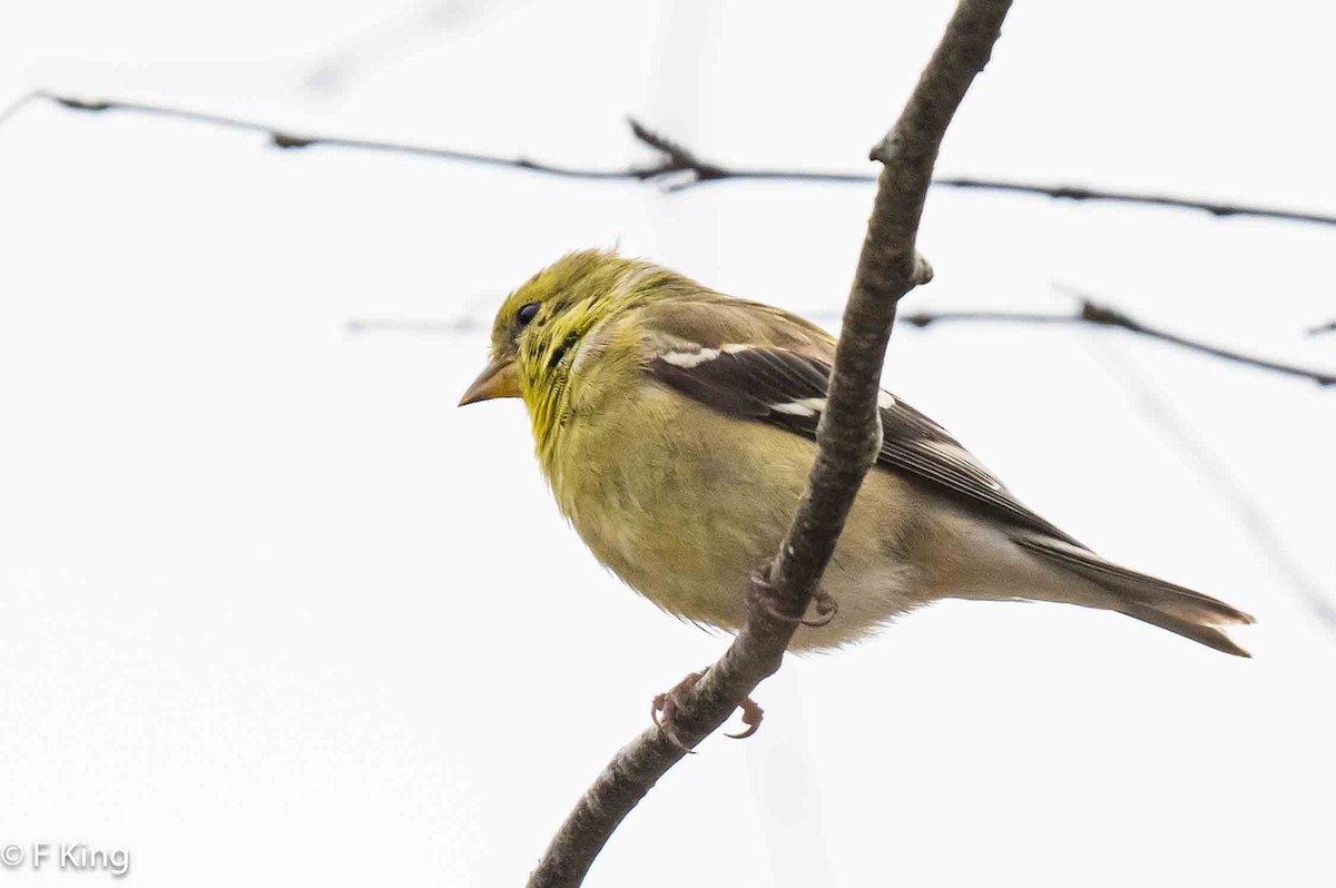 American Goldfinch - ML618022111