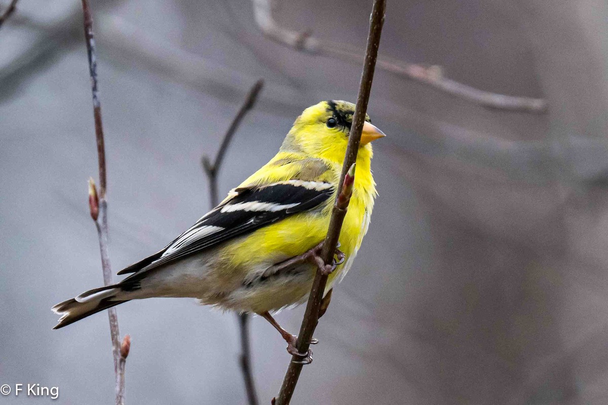 American Goldfinch - Frank King