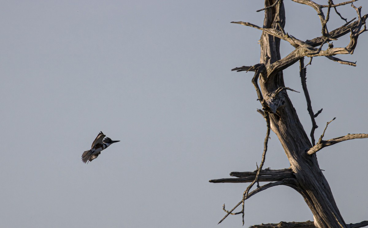 Belted Kingfisher - Patrick Morgan