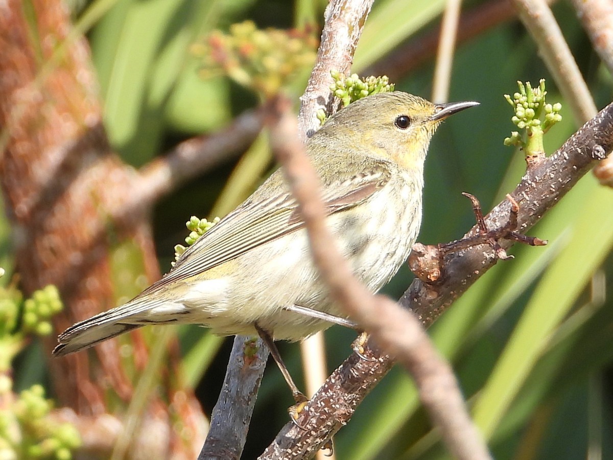 Paruline tigrée - ML618022138