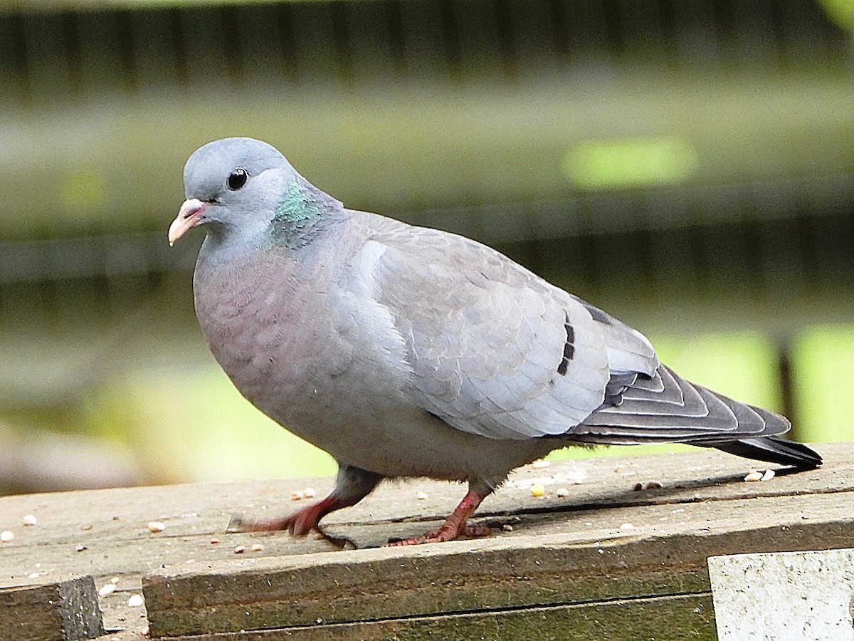 Stock Dove - Dave Hatton