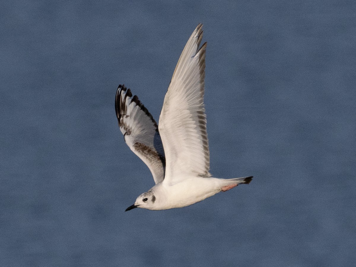 Bonaparte's Gull - Chris Fischer