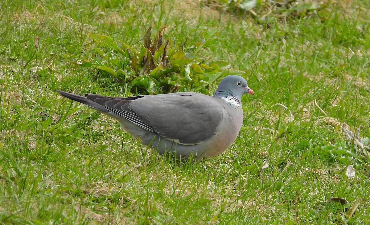 Common Wood-Pigeon - Bruce Hansen