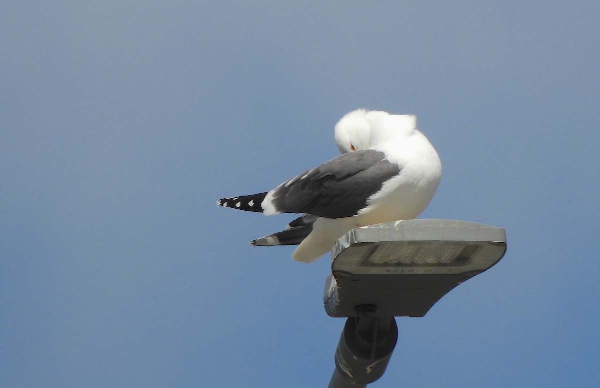 Lesser Black-backed Gull - Bruce Hansen