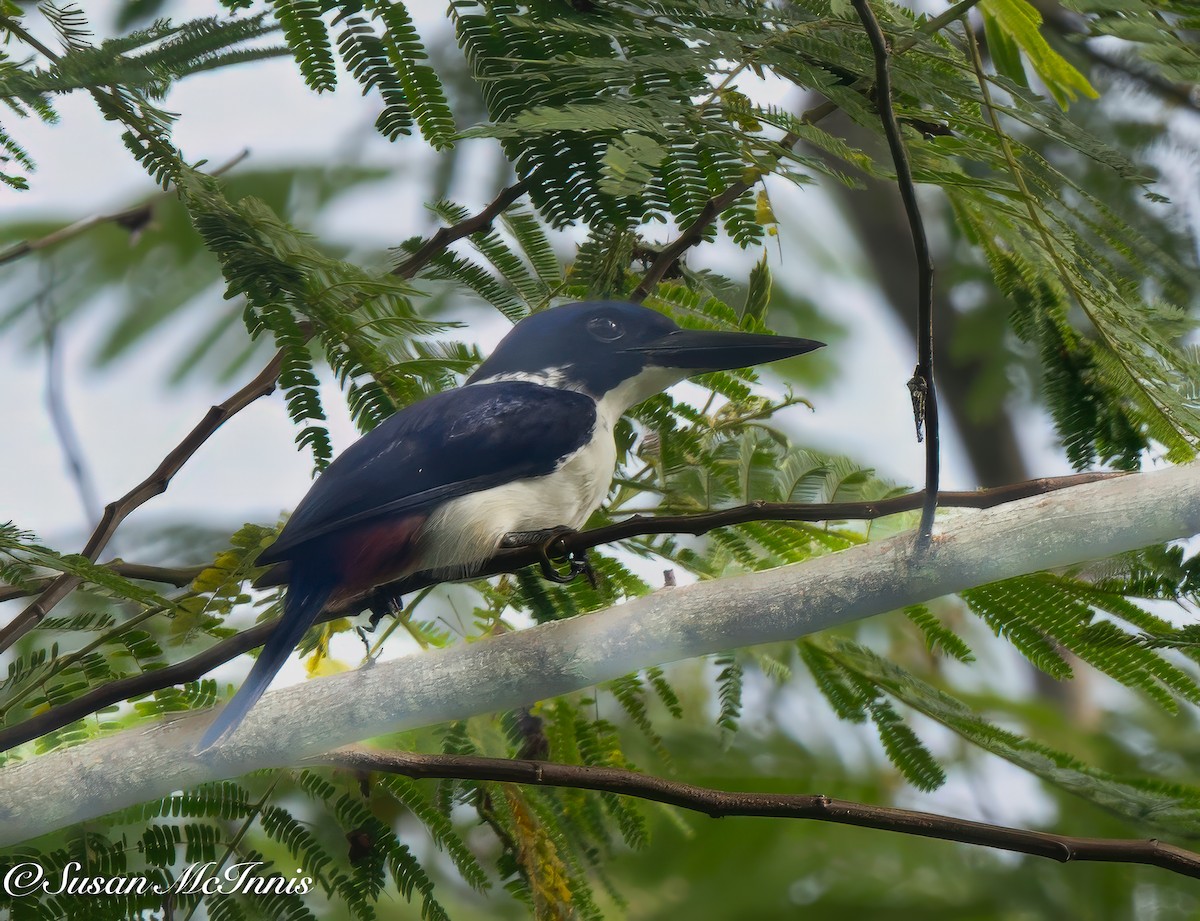 Ultramarine Kingfisher - Susan Mac