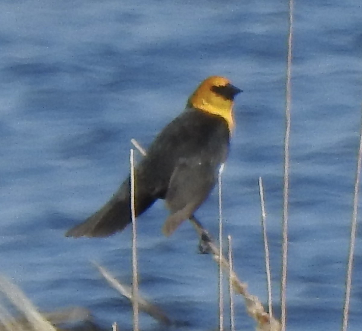 Yellow-headed Blackbird - ML618022197