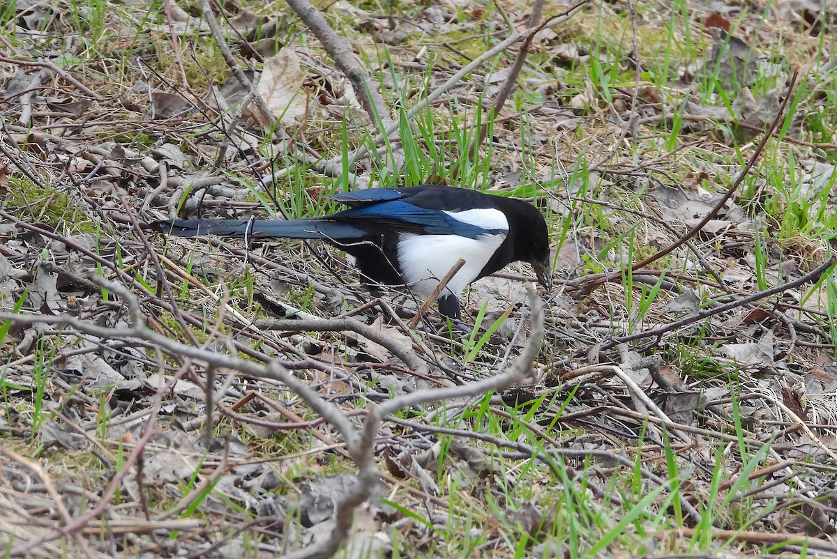 Eurasian Magpie - Bruce Hansen