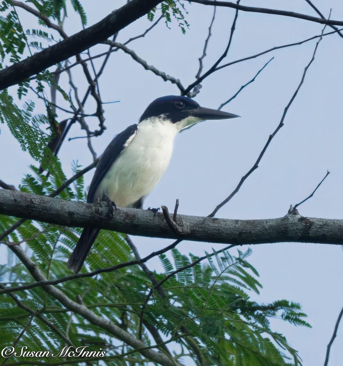 Ultramarine Kingfisher - ML618022220