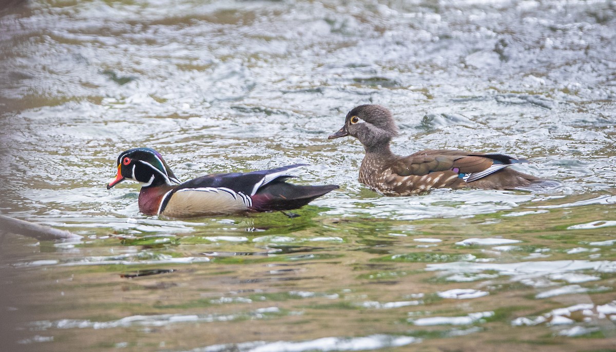 Wood Duck - ML618022230