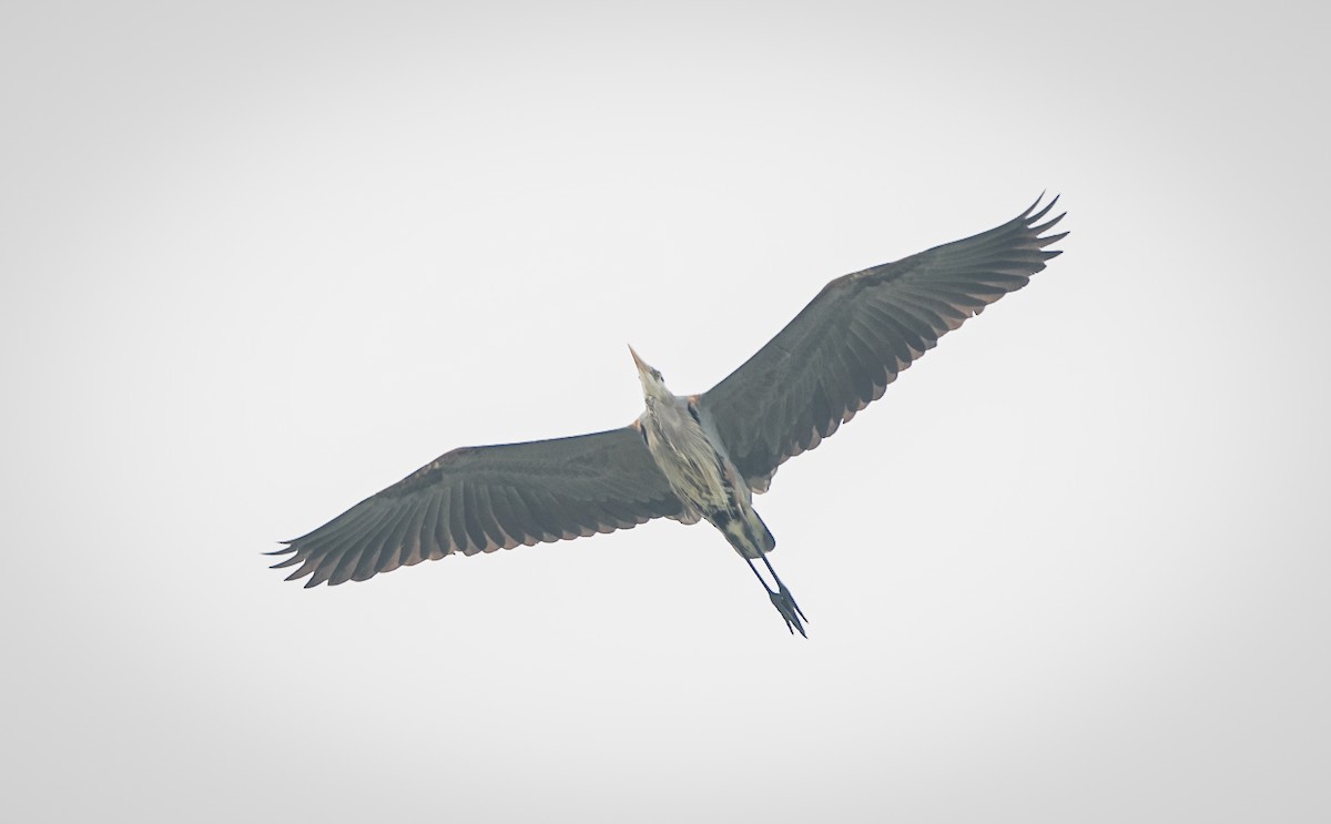 Great Blue Heron - ML618022244