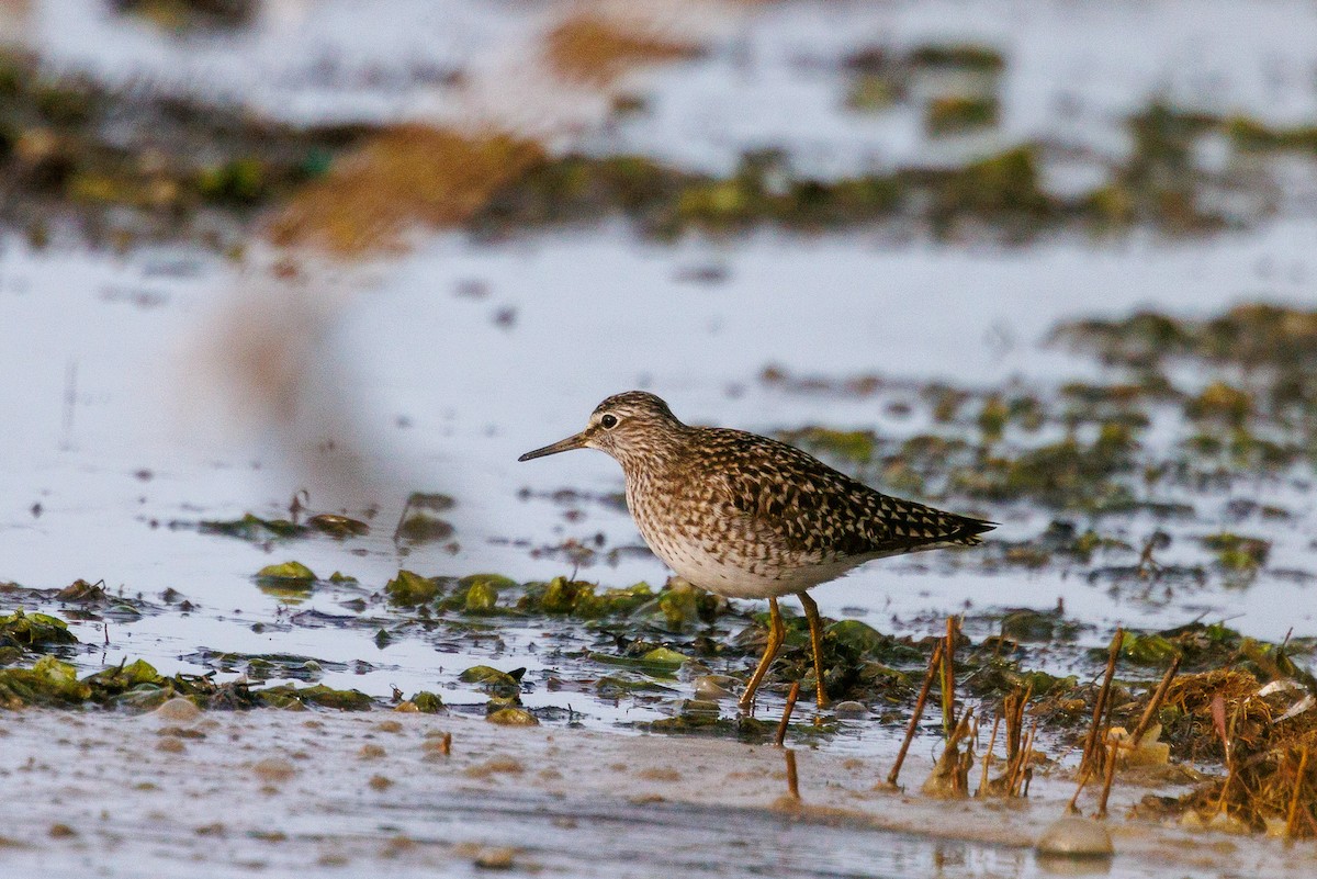 Wood Sandpiper - ML618022264