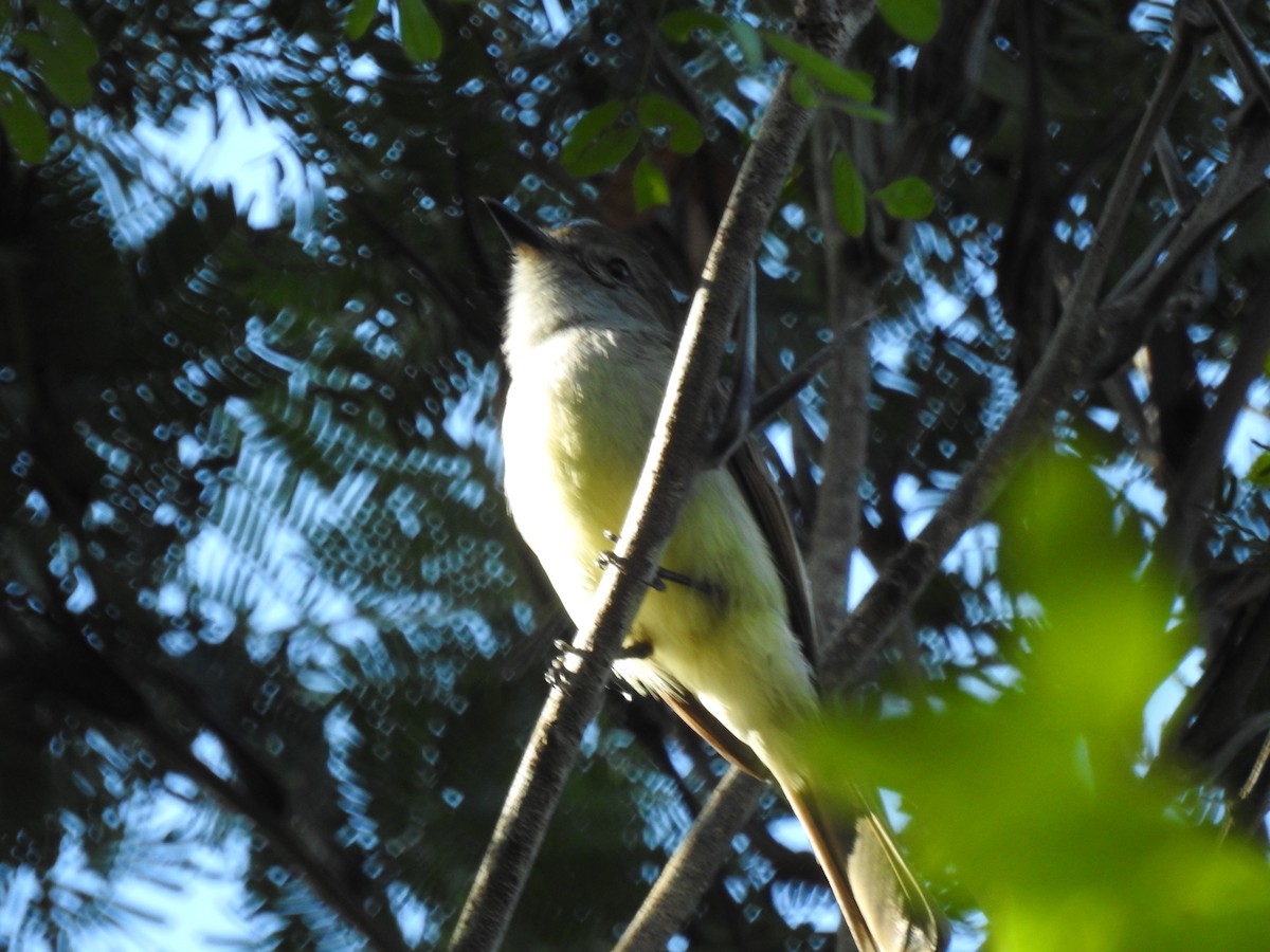 Yucatan Flycatcher - ML618022266