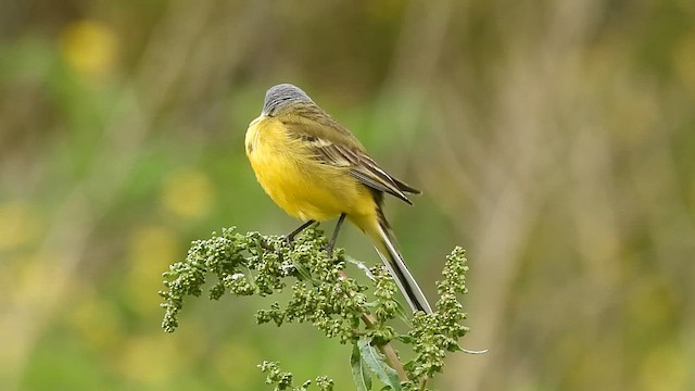 Western Yellow Wagtail (iberiae) - ML618022299